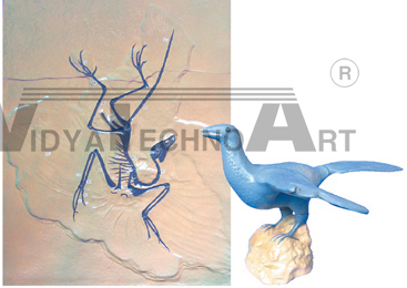 The model of archaeopteryx fossil and reversion